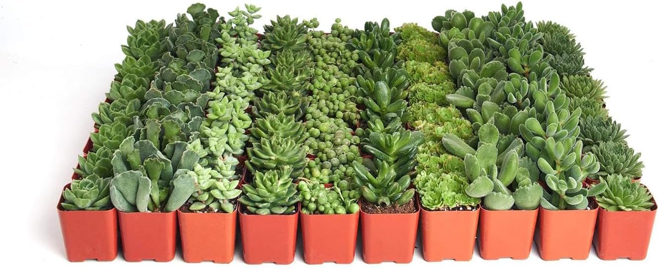 Shop Succulents Verde Succulent Plant Pack Bulk Collection - Live Mini Succulent Plants, Low Maintenance, Mix of Green Succulents & Textures - Wedding and Party Favors, Gift & Garden, Pack of 100