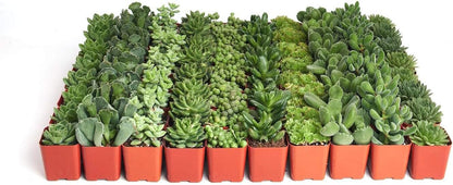 Shop Succulents Verde Succulent Plant Pack Bulk Collection - Live Mini Succulent Plants, Low Maintenance, Mix of Green Succulents & Textures - Wedding and Party Favors, Gift & Garden, Pack of 256