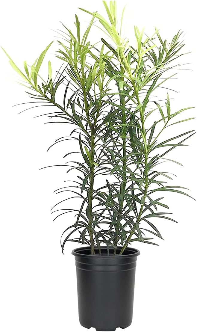Podocarpus Japanese Yew | 3 Live 4 Inch Plants | Podocarpus Macrophyllus | Evergreen Shrub, Low Maintenance, Drought Tolerant, Privacy Screen Landscaping, Fast Growing, Ornamental Foliage