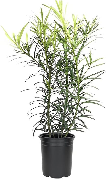 Podocarpus Japanese Yew | 3 Live 4 Inch Plants | Podocarpus Macrophyllus | Evergreen Shrub, Low Maintenance, Drought Tolerant, Privacy Screen Landscaping, Fast Growing, Ornamental Foliage