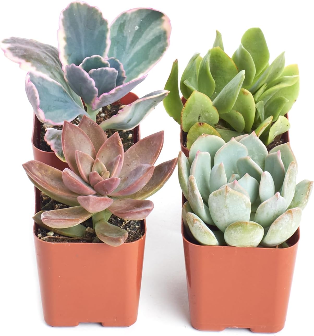 Shop Succulents Pastel Succulent Plant Pack Collection - Live Mini Succulent Plants, Low Maintenance, Bright & Serene Colors & Textures - Wedding and Party Favors, Gift & Garden, Pack of 4