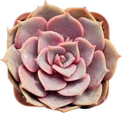 Sprout N Green Echeveria Pink Butterfly, Rare Live Succulent Plant Fully Rooted in 2" Planter with Soil, Home Office Indoor Outdoor Wedding Decoration DIY Projects Party Favor