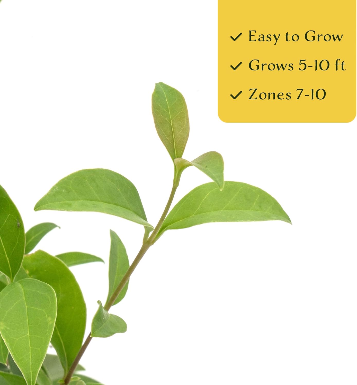 3 Japanese Privet in 2.5" Nursery Cubes | Ligustrum japonicum | Evergreen Shrub for Hedges, Screens & Borders | Ready-to-Plant & Easy-to-Grow Outdoor Live Starter Plants