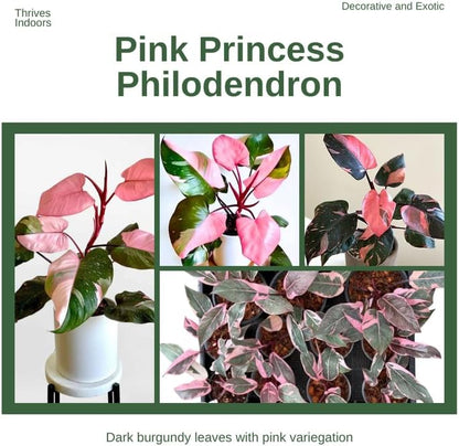 2 Pink Princess Philodendron Live Plant 5-9" Tall, Rare Tropical Indoor Houseplant Home Garden