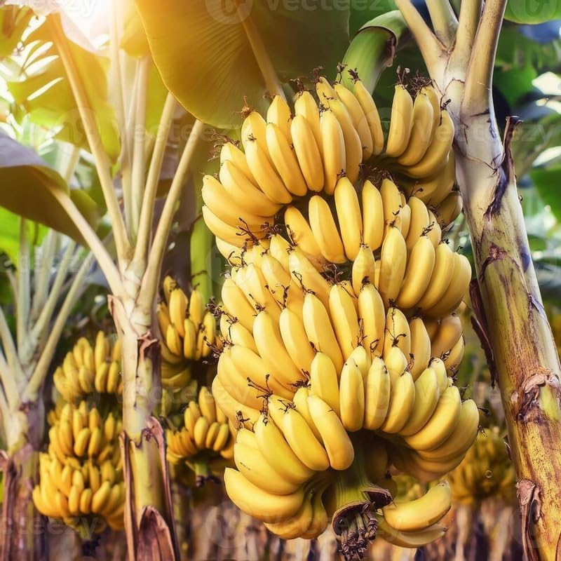 Grand Nain Banana Plant Live, 4-6" Tall Well-Rooted for Indoor Tropical Displays, Cold Hardy Banana Fruit Tree