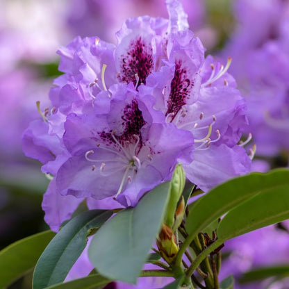 Rhododendrons Plant Live, Purple Black Rhododendron Shrub, Large Flowering Tree 1 Gallon Potted for Gardening