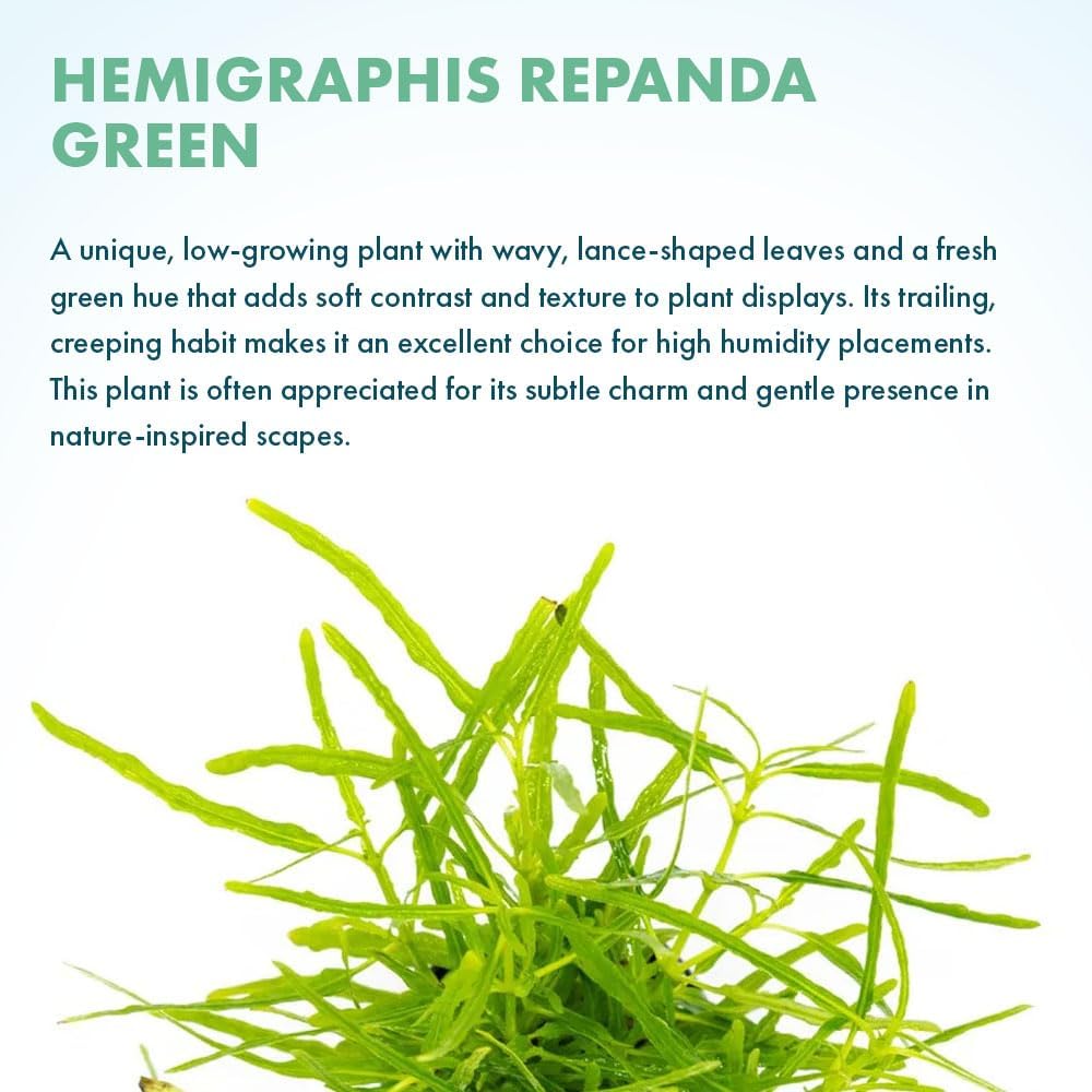 SubstrateSource Live Jungle Plants - Hemigraphis repanda 'Green' (Hemigraphis sp.) - Low to Medium Light, Green, Terrarium or Paludarium Placement, Textured Groundcover Rosette - Pot