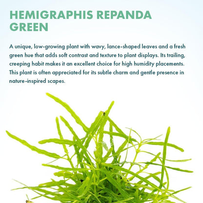 SubstrateSource Live Jungle Plants - Hemigraphis repanda 'Green' (Hemigraphis sp.) - Low to Medium Light, Green, Terrarium or Paludarium Placement, Textured Groundcover Rosette - Pot