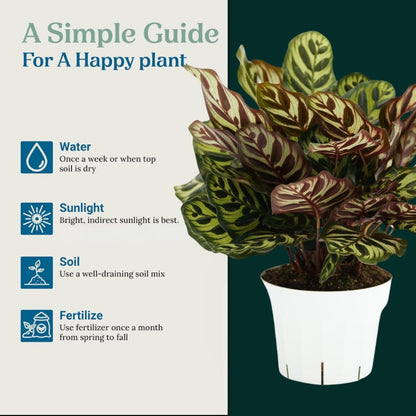 Calathea Peacock Live Plant - Air Purifier and Home Decor | Colorful Indoor Plants Live Houseplant | Calathea Makoyana | Live Plants, Air-Purifying Indoor Houseplant