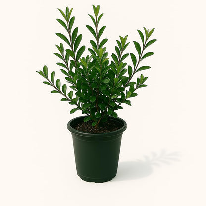Kleim's Hardy Gardenia, Evergreen Shrub, White Fragrant Flowers, 1 Gallon Live Plant