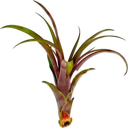 ragnaroc Air Plants - Tillandsia Red Capitata, Large 5-7” - 1ct - Live Arrival Guaranteed - House Plants for Home Decor & Gift