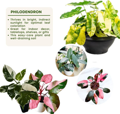 2 Philodendron Live Plant 5-9" Tall, Rare Tropical Indoor Houseplant Home Garden (Random Philodendron)