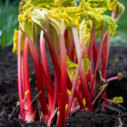 2 Rhubarb Plants for Planting, Red Rhubarb Root Plant, Size 3 to 6 Inch, Perennial Hardy Vegetable Plants for Planting Outdoors