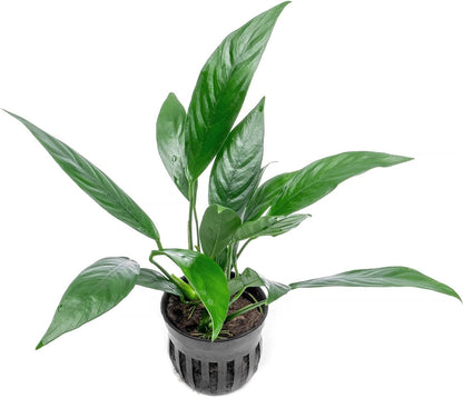 SubstrateSource Anubias Live Aquarium Plants - Potted Freshwater Plant for Fish Tanks, Terrariums - Beginner Friendly Low Light (Glabra, 1 Pot)