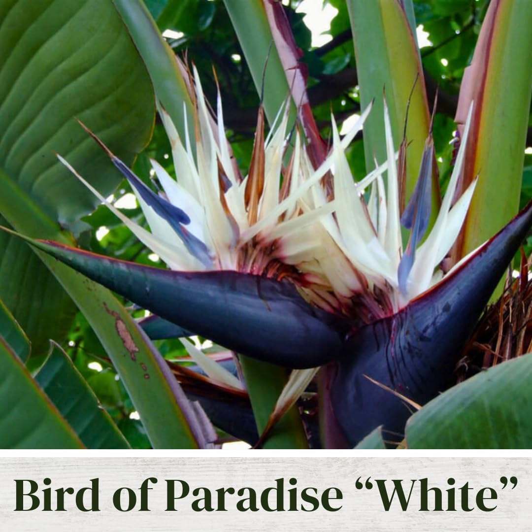Bird of Paradise Plants Live (4-Pack), Strelitzia Plants with Perennial White Flowers, Indoor/Outdoor Plants, Exotic Tropical Decor, Not Artificial, 6-10" Height. 2" Pot