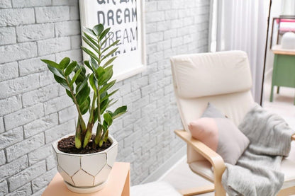 Elevate Your Space with Gardenera's Organic Potting Mix - Tailored for Thriving Zamioculcas Plants and Distinctive Leaves - 2 Quart, MAIN-ZAMIOCULCAS-2QT