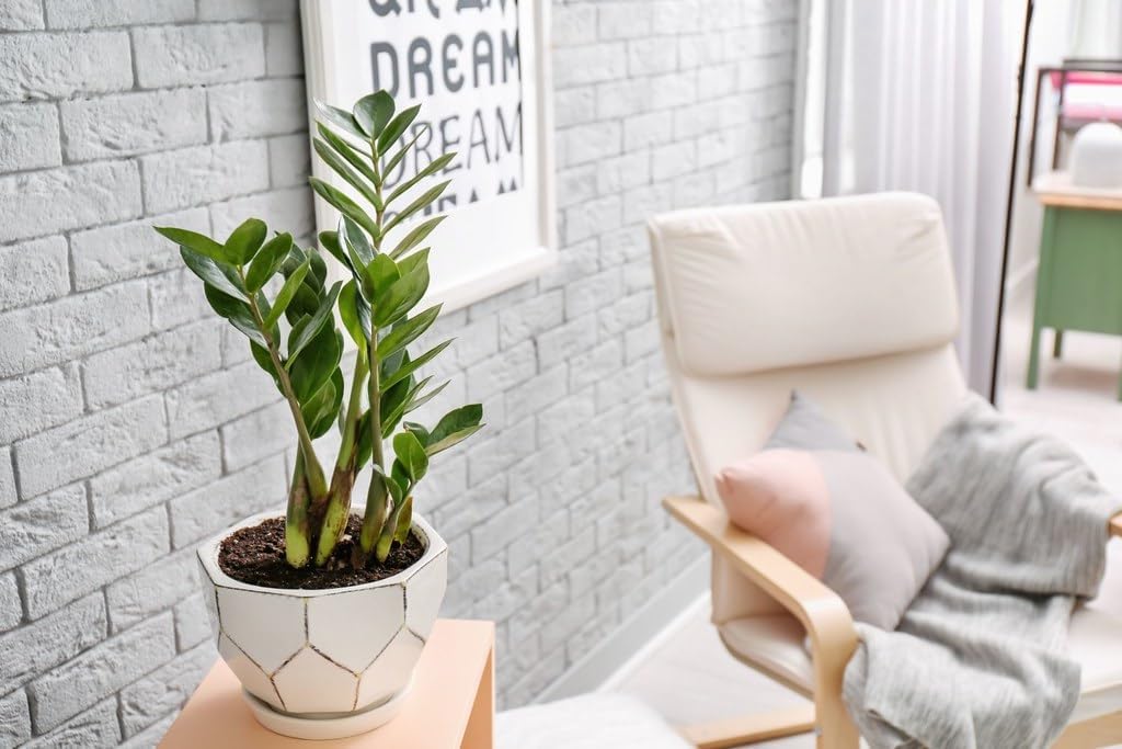 Premium Zamioculcas Plant Soil Mix by Gardenera - Stimulate Growth and Elevate Elegance with Nourishing Formula - 5 Quart