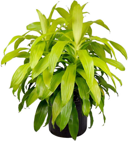 American Plant Exchange Dracaena Limelight Madagascar Dragon Tree – 3-Gallon with Pot – Live XL Indoor/Outdoor Plant, Bright Foliage Air Purifier for Home, Office, or Patio Decor