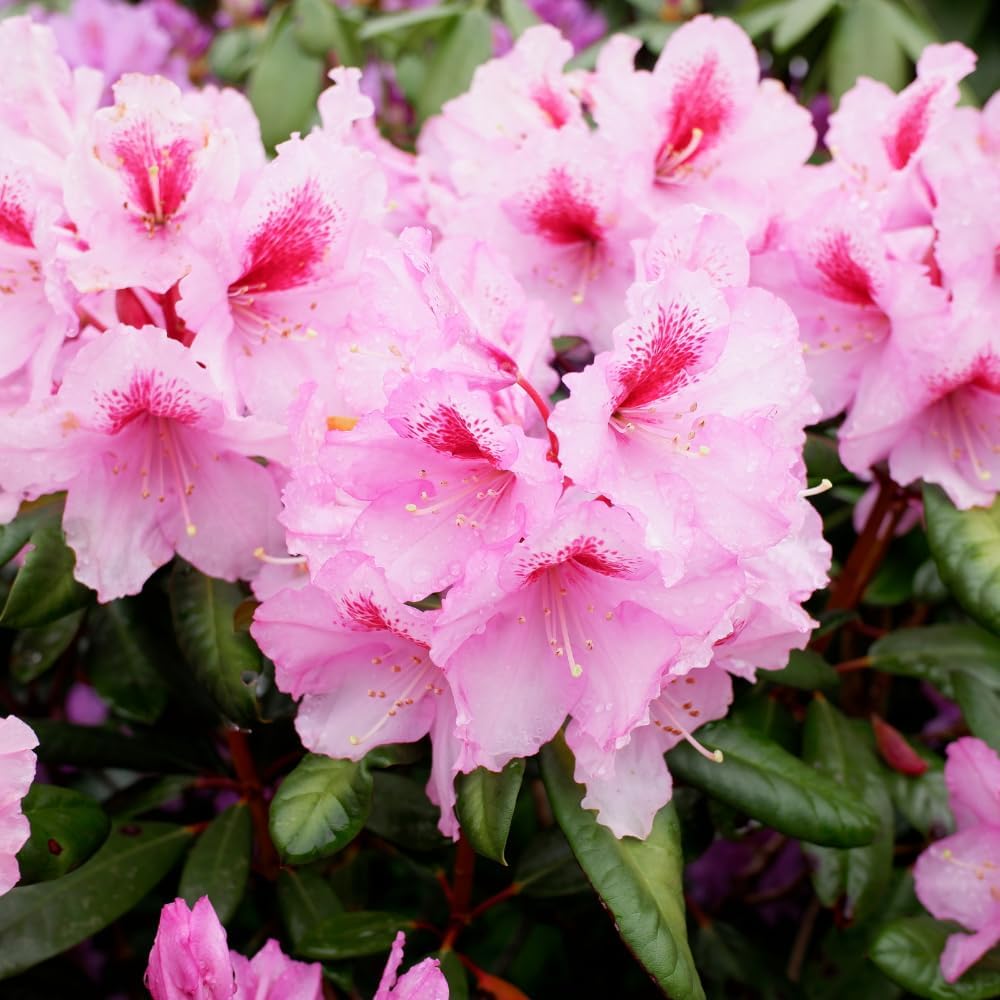 Rhododendrons Plant Live, Pink White Rhododendron Shrub, Large Flowering Tree 1 Gallon Potted for Gardening
