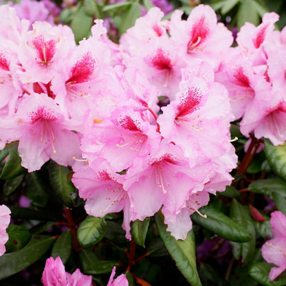 Rhododendrons Plant Live, Pink White Rhododendron Shrub, Large Flowering Tree 1 Gallon Potted for Gardening