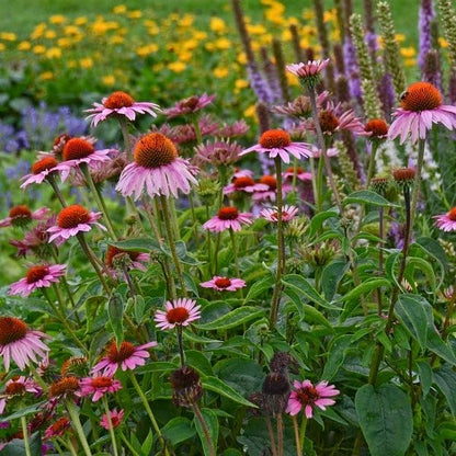 Magnus Coneflower