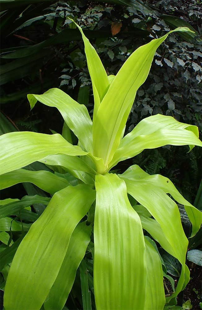 American Plant Exchange Dracaena Limelight Madagascar Dragon Tree – 3-Gallon with Pot – Live XL Indoor/Outdoor Plant, Bright Foliage Air Purifier for Home, Office, or Patio Decor