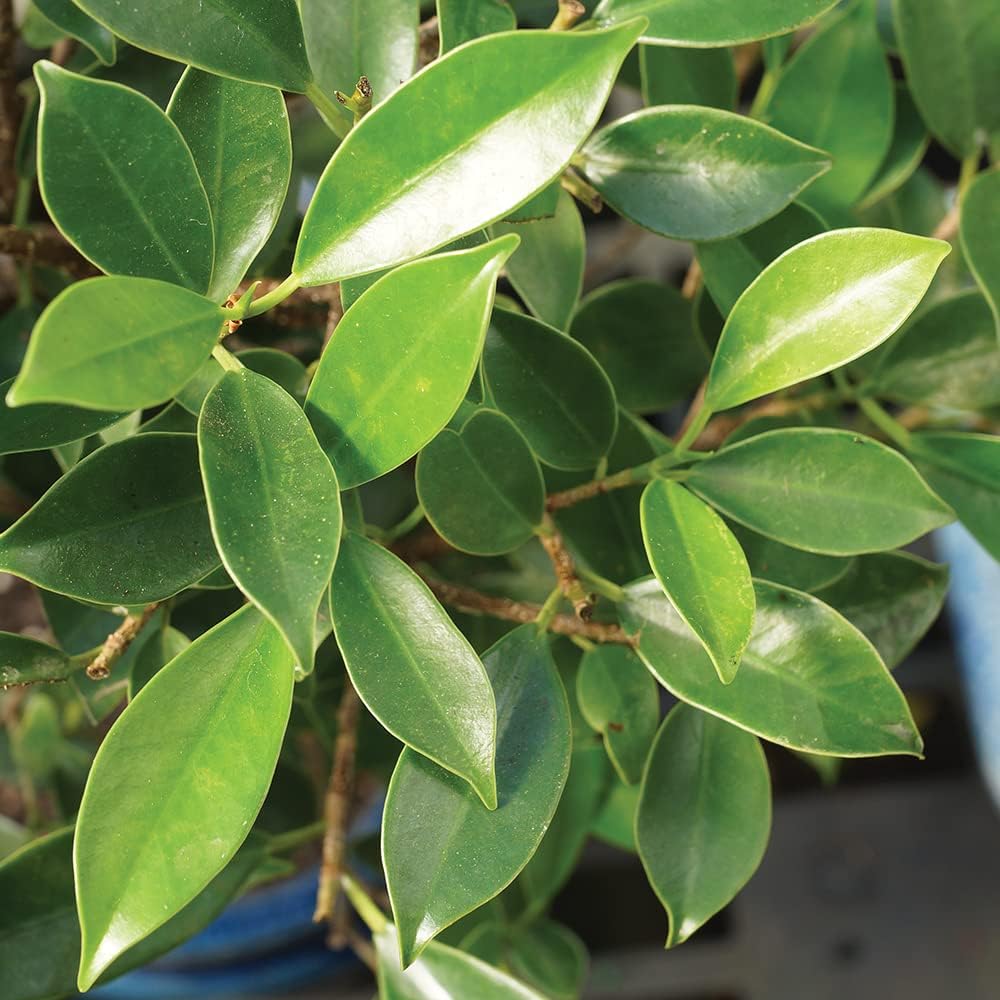 Brussel's Bonsai Live Golden Gate Ficus Indoor Bonsai Tree - Small, 4 Years Old, 5 to 8 In - Live Bonsai Tree in Ceramic Bonsai Pot with Humidity Tray