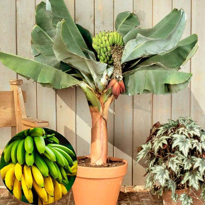 Mixed Banana Plant Live, 4-6" Tall Well-Rooted for Indoor Tropical Displays, Cold Hardy Banana Fruit Tree