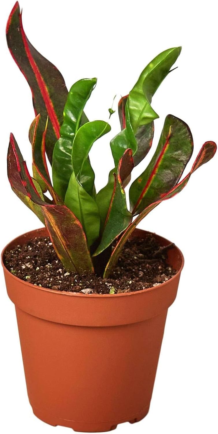 Croton Mammy Live Plant for Indoor | Different Houseplants in 3'' Pot | Real House Plant for Living Room, Office, Desk & Bathroom | Codiaeum | Mammy