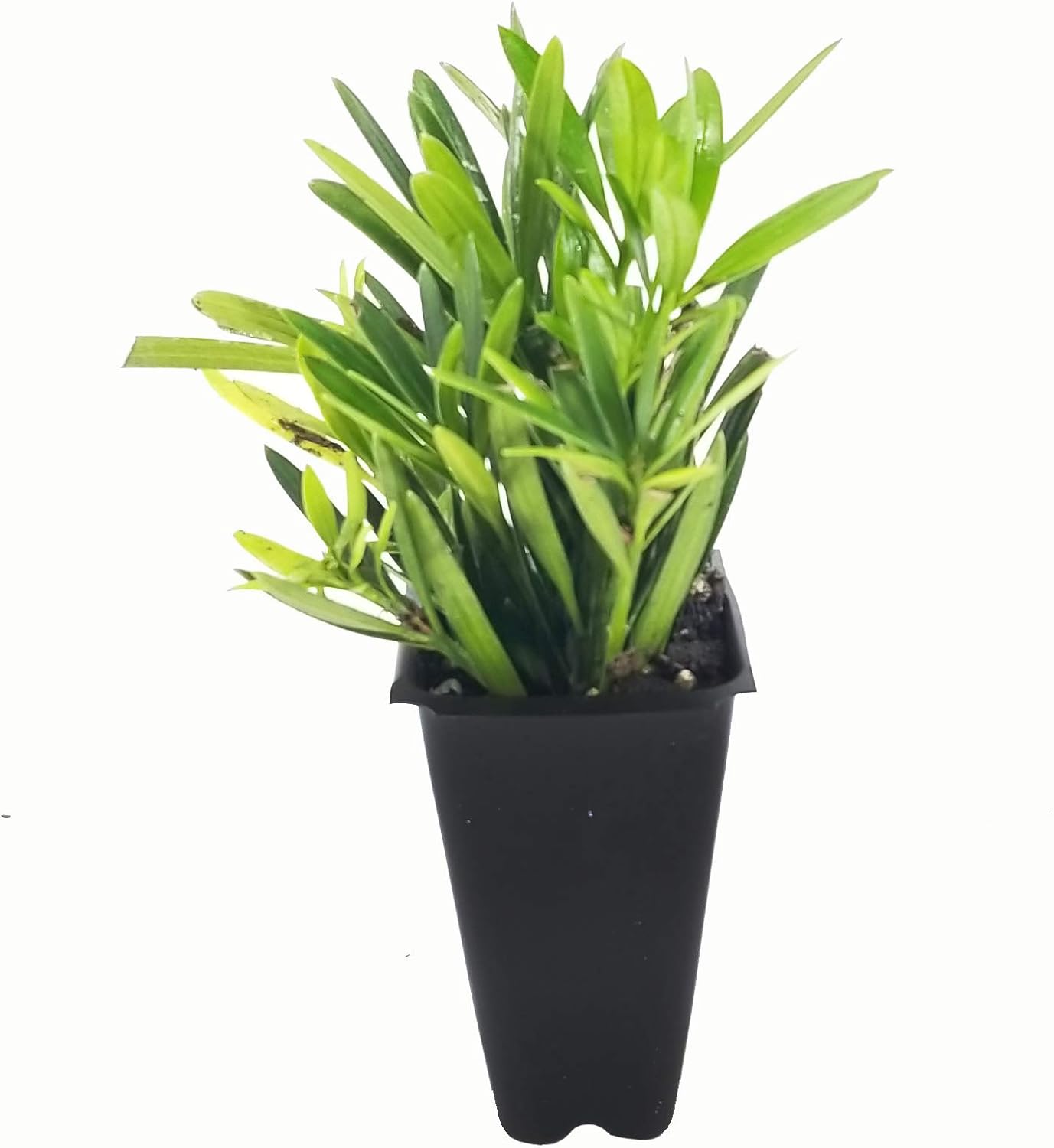 Dwarf Podocarpus Macrophyllus Pringles - 40 Live Plants - Dense Evergreen Low Hedge or Bonsai
