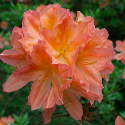 Rhododendrons Plant Live, Pink Yellow Rhododendron Shrub, Large Flowering Tree 1 Gallon Potted for Gardening