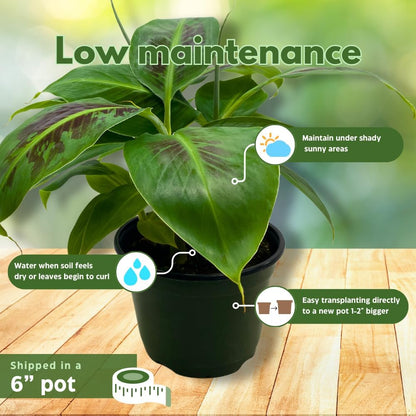 BubbleBlooms Dwarf Cavendish Banana Tree in a 6 inch Pot