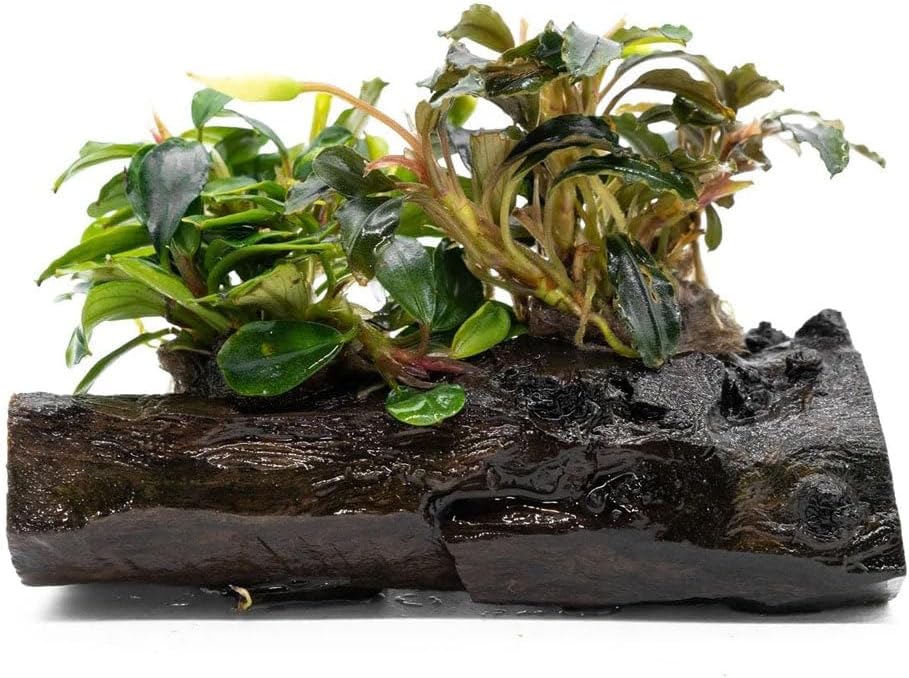 SubstrateSource Live Planted Decor - Bucephalandra Mix on Driftwood (Farmed) - Green Iridescent Aquatic Plants, Low to Medium Light, Foreground to Midground Tank Placement for Aquascaping - 3 Pack