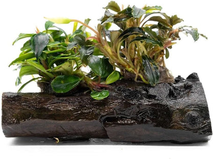 SubstrateSource Live Planted Decor - Bucephalandra Mix on Driftwood (Farmed) - Green Iridescent Aquatic Plants, Low to Medium Light, Foreground to Midground Tank Placement for Aquascaping - 3 Pack