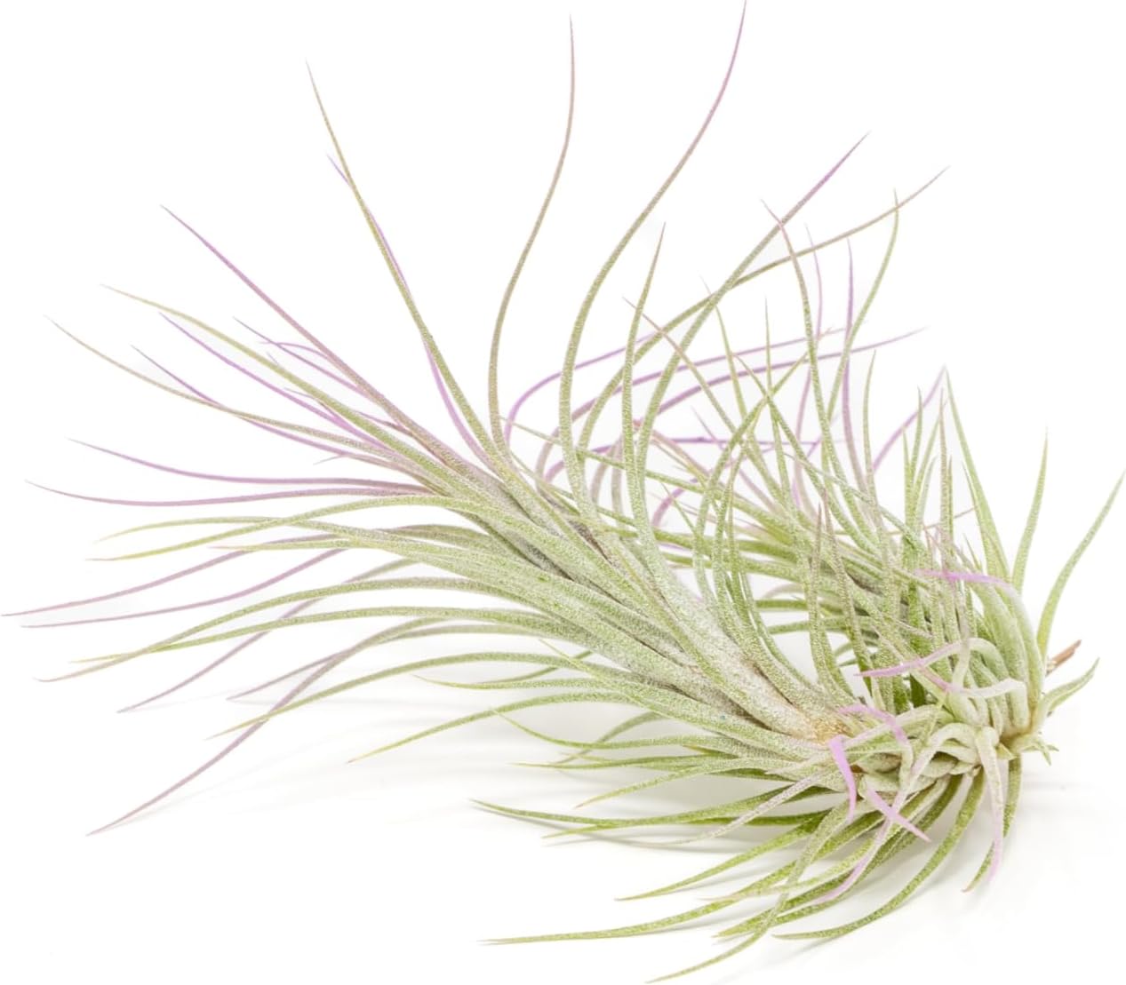 Lavender Colorful Tillandsia Air Plants - Long Lasting Color Enhanced Live Tillandsia Succulent House Plants - Home and Garden Decor - Easy Care Indoor/Outdoor Air Plant