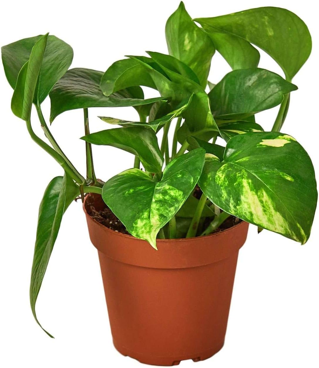 Pothos Golden Live Plant for Indoor | Different Houseplants in 3'' Pot | Real House Plant for Living Room, Office, Desk & Bathroom | Epipremnum Aureum | Devil's Ivy