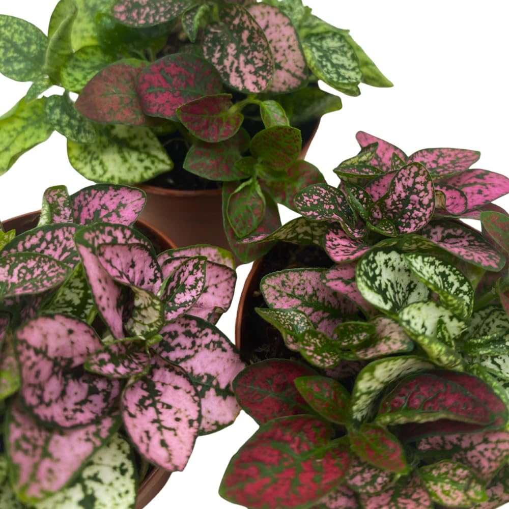 BubbleBlooms Tricolor Hypoestes phyllostachya 2 inch Set of 3 Flamingo Polka Dot Plant Red White and Pink Tiny Mini Pixie Plants