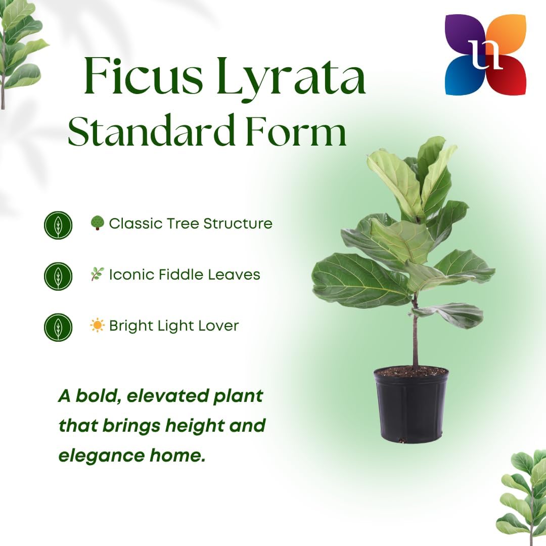 United Nursery Fiddle Leaf Fig – Ficus Lyrata Standard Tree in 10” Grower Pot – 24–34 Inches Tall – Upright Indoor Plant with Large Green Leaves – Easy-Care Tropical Houseplant for Home or Office