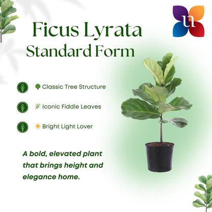 United Nursery Fiddle Leaf Fig – Ficus Lyrata Standard Tree in 10” Grower Pot – 24–34 Inches Tall – Upright Indoor Plant with Large Green Leaves – Easy-Care Tropical Houseplant for Home or Office