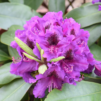 Rhododendrons Plant Live, Purple Rhododendron Shrub, Large Flowering Tree 1 Gallon Potted for Gardening