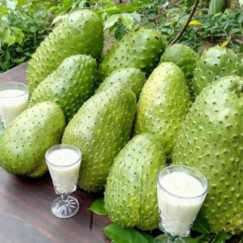 3 Years Old Soursop Tree Plant Live in 3 Gallon Pot, 2-3 Feet Soursop Trees Seedling Tropical Fruit, Sweet Annona Muricata Guanabana for Outdoor Planting, Can not Ship to California