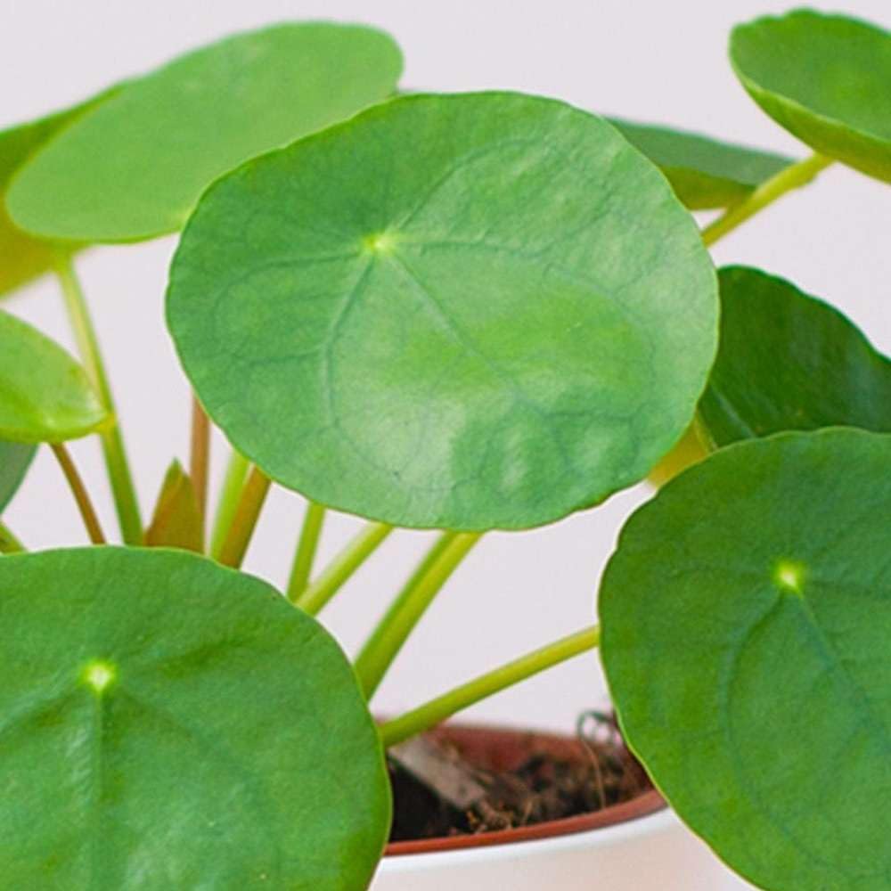 Pilea Peperomioides 'Chinese Money' Live Plant for Indoor | Different Houseplants in 4'' & 6'' Pot | Real House Plant for Living Room, Office, Desk & Bathroom | Friendship Plant