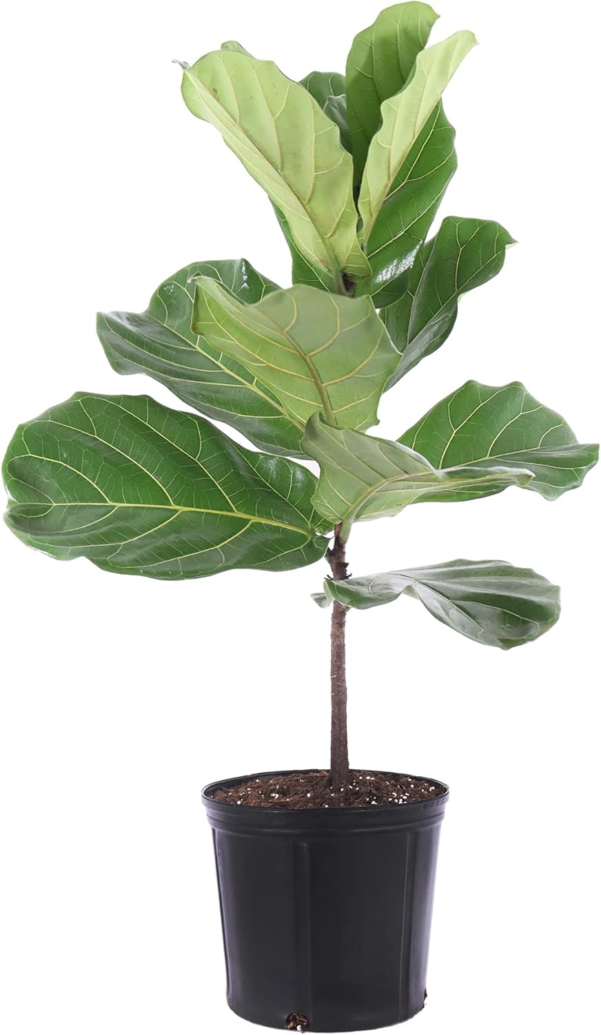 United Nursery Fiddle Leaf Fig – Ficus Lyrata Standard Tree in 10” Grower Pot – 24–34 Inches Tall – Upright Indoor Plant with Large Green Leaves – Easy-Care Tropical Houseplant for Home or Office