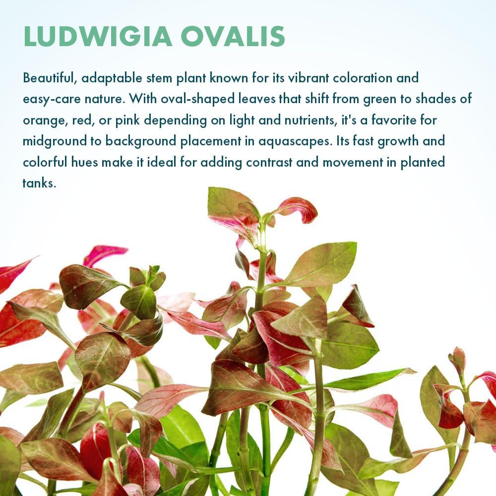 SubstrateSource Live Plant - Ludwigia Ovalis - Easy Care, Moderate to High Light, Green to Orange Accent, Freshwater Aquatic Plant for Aquascaping - Lead Bunch