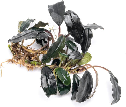 SubstrateSource Bucephalandra Deep Purple Live Aquarium Plant - Natural Freshwater Fish Tank Decorations and Aquatic Decor (Plant (10-15 Leaves))