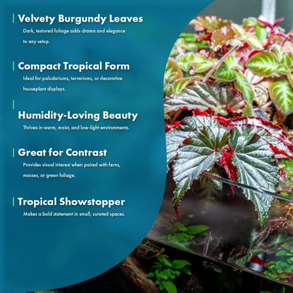 SubstrateSource Live Jungle Plants - Begonia Arabian Sunset (Begonia sp.) - Medium to High Light, Bronze Red Orange Accent, Terrarium or Paludarium, Terrestrial Plant - Pot