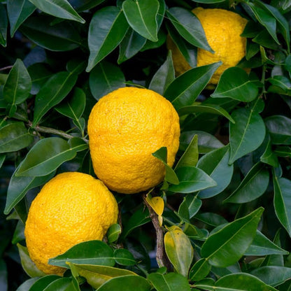 Yuzu Mandarin Tree Plant, Yuzu Tree Live Plant in Pot, 2 to 3 Feet Tall Yuzu Tree Plant, Yuzu Citrus Grafted Tree, Live Yuzu Plant Tree for Planting Outdoor Garden, No Ship to CA
