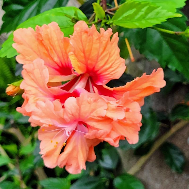 Peach Hibiscus Plant Live, Hardy Hibiscus Flowers Colorful Blooms for Outdoor Landscapes, 8-10 Inch Height, Hibiscus Shrubs, No Pot, Well-Rooted