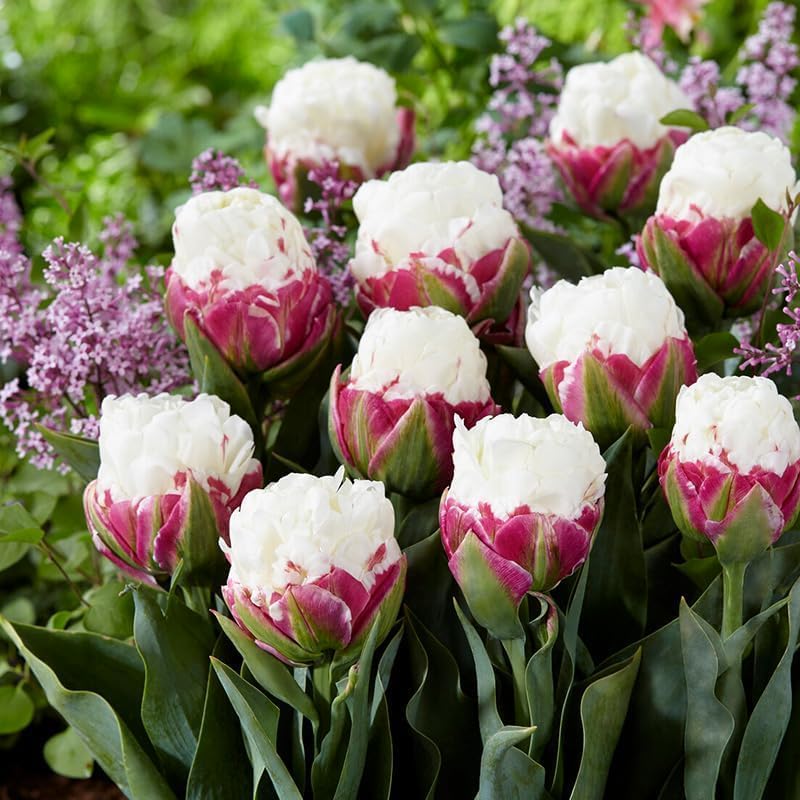 Ice Cream Double Tulip Bulbs – 3 Premium Peony-Style Blooms | White Cream Petals with Pink-Red Base | Unique Spring Perennial Flowers for Gardens & Containers – Zones 3–8 (3 Bulbs)