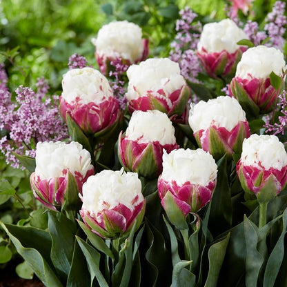 Ice Cream Double Tulip Bulbs – 3 Premium Peony-Style Blooms | White Cream Petals with Pink-Red Base | Unique Spring Perennial Flowers for Gardens & Containers – Zones 3–8 (3 Bulbs)